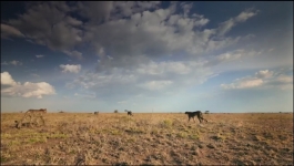 Predators - Season 01 Episode 01